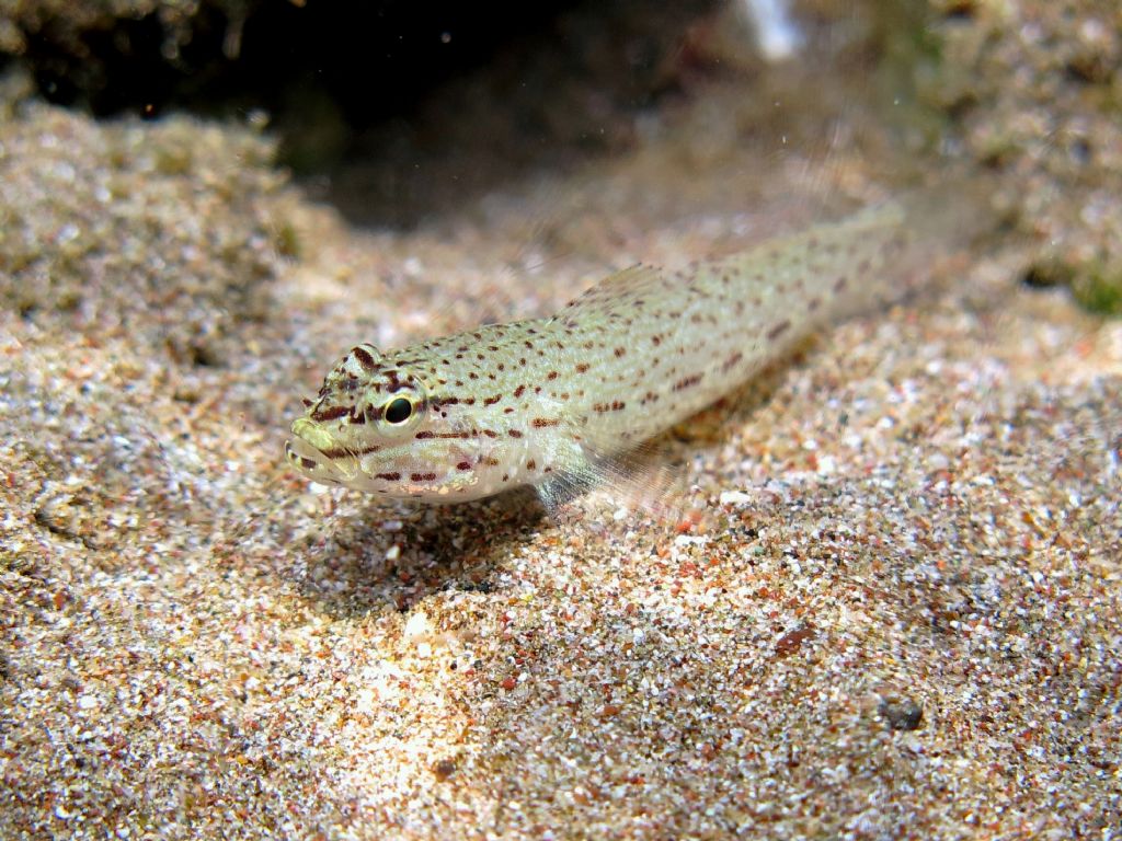 Gobius incognitus (M. Kovacic and R. anda, 2016) vs. Gobius bucchichi (Steindachner,1870)